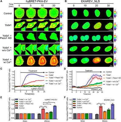 Förster Resonance Energy Transfer-Based Single-Cell Imaging Reveals Piezo1-Induced Ca2+ Flux Mediates Membrane Ruffling and Cell Survival